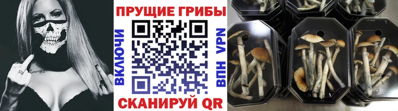 Галлюциногенные грибы Psilocybe  нарко площадка наркотические препараты  Рязань 